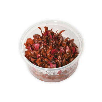 Альтернантера Рейнека Mini (меристемное растение), ф60х40 мм